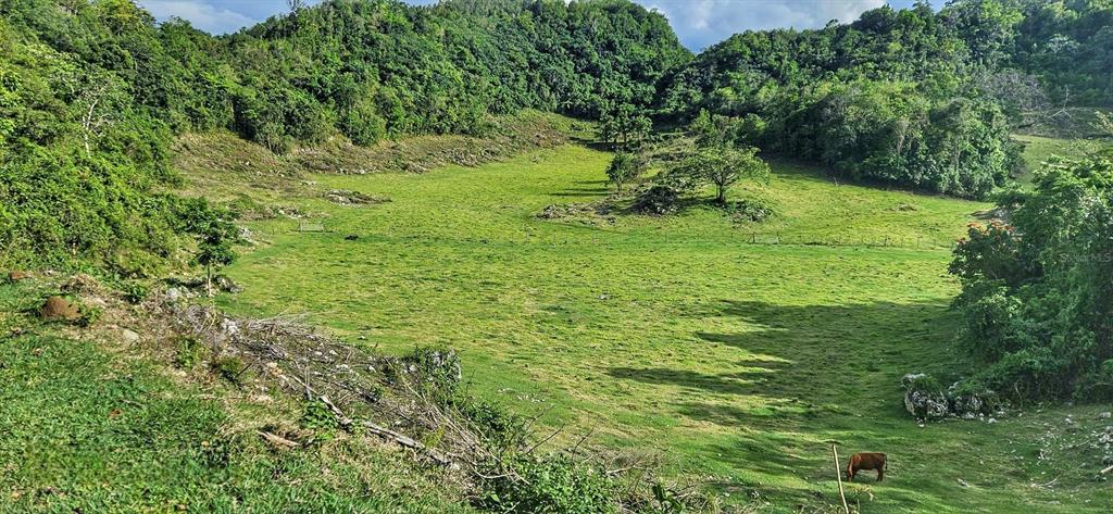 An aerial view shows a grassy pasture surrounded by dense forest with scattered rocky outcrops — Carr 626 BO CALICHOZA, ARECIBO, PR