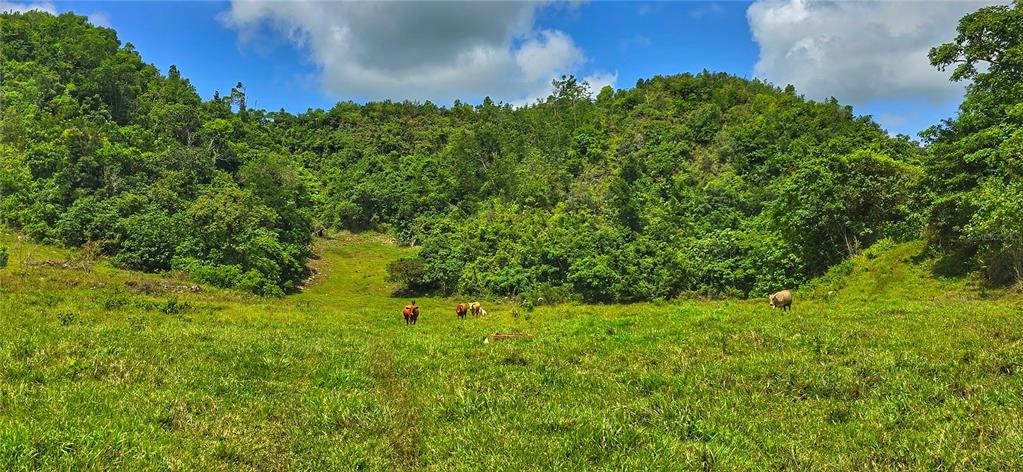 An aerial view shows a hilly, rural landscape with a cleared hilltop and scattered structures — Carr 626 BO CALICHOZA, ARECIBO, PR