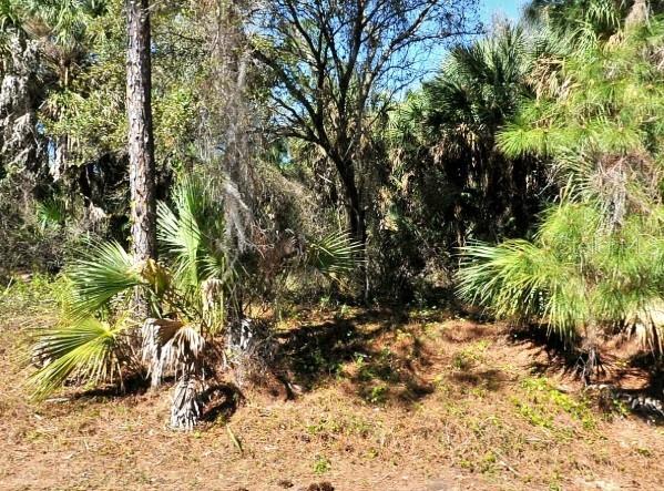 A wooded lot features pine trees, palmettos, and Spanish moss under a clear blue sky — LOT 20 BLK 1749 34TH ADD TO PORT CHARLOTTE, NORTH PORT, FL