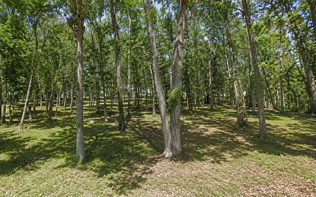 A grassy, sunlit forest area with many tall, thin trees and scattered fallen leaves — OAKDALE AVENUE, BROOKSVILLE, FL