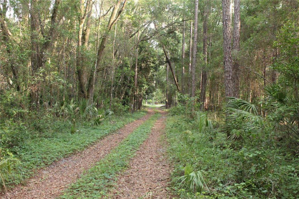 A dirt path leads through a dense, wooded forest with tall trees and lush undergrowth — 15821 SW 50TH AVENUE, ARCHER, FL