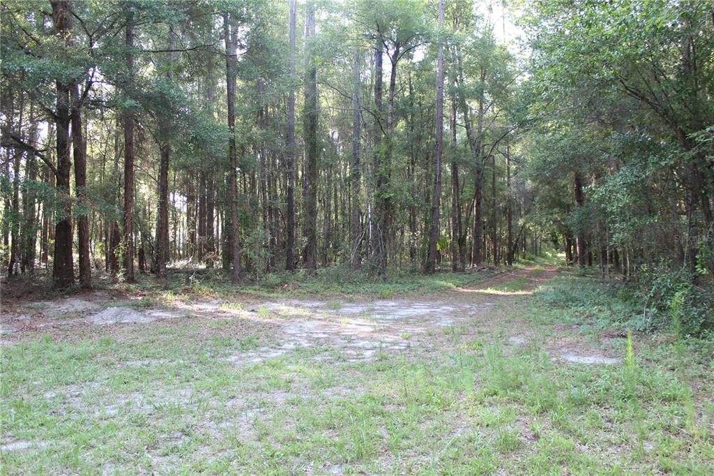 A dirt path leads into a dense, wooded forest area with sandy ground — 15821 SW 50TH AVENUE, ARCHER, FL