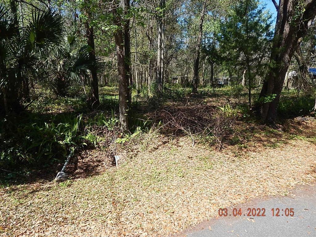 A wooded, undeveloped lot with scattered brush and trees viewed from a paved road — 1026 BUIST STREET, ORLANDO, FL