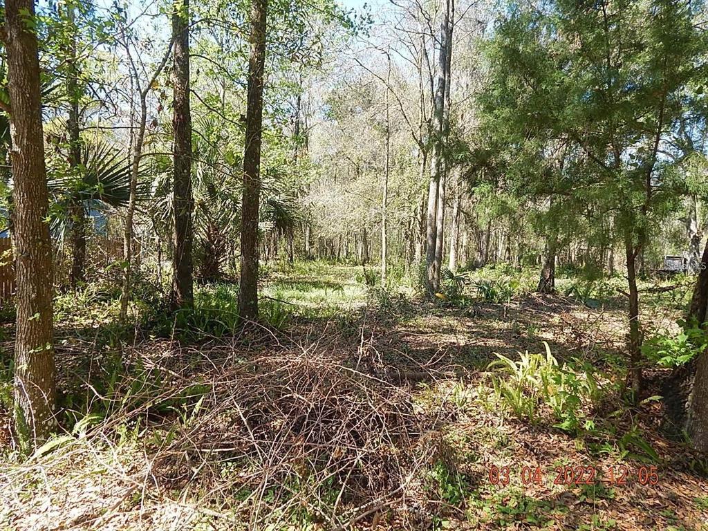 A wooded lot with scattered brush and tall trees under a clear sky — 1026 BUIST STREET, ORLANDO, FL