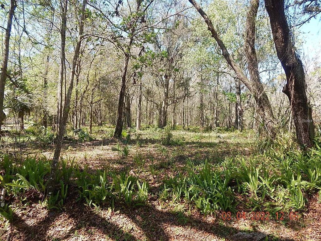 A wooded lot with dense trees and ground-level ferns under a bright sky — 1026 BUIST STREET, ORLANDO, FL
