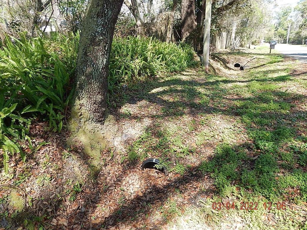 A large tree stands next to a drainage pipe in a grassy, wooded outdoor area — 1026 BUIST STREET, ORLANDO, FL