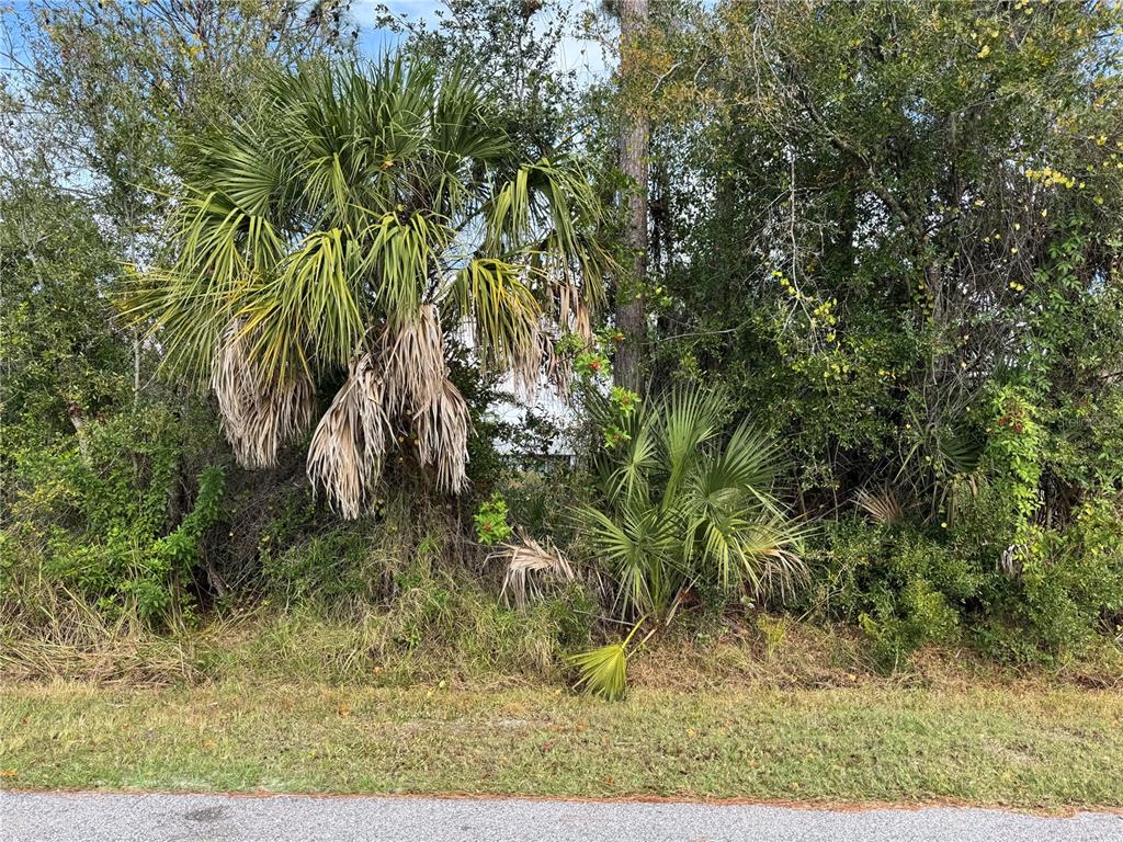 A view of a grassy roadside edge with dense trees and two palm trees — ZUBER LANE, NORTH PORT, FL