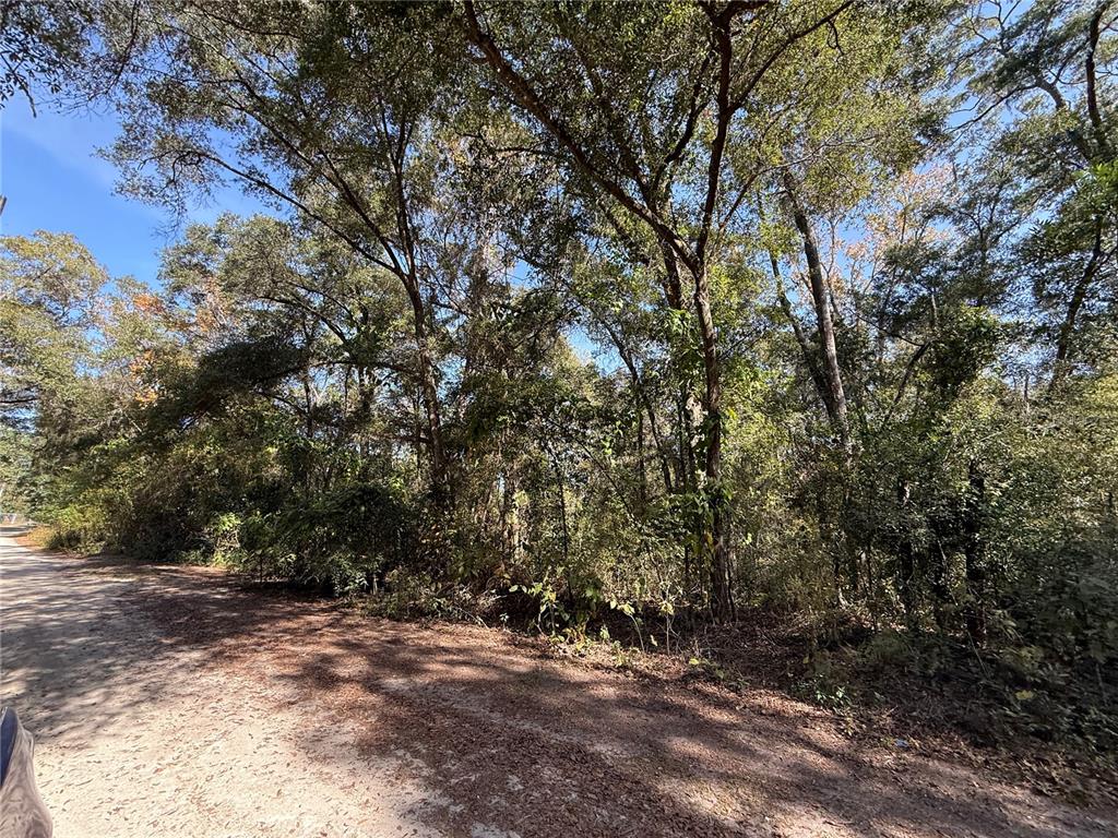 A dirt road runs alongside a dense, wooded area with many tall trees — 00 SW 2ND PL, OCALA, FL