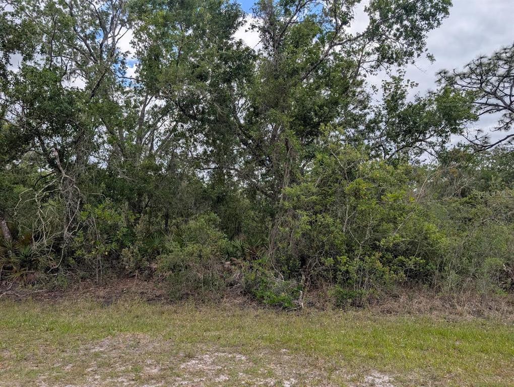 A dense thicket of trees and shrubs borders a patch of dry, grassy ground — 1009 AZALEA DRIVE, INDIAN LAKE ESTATES, FL