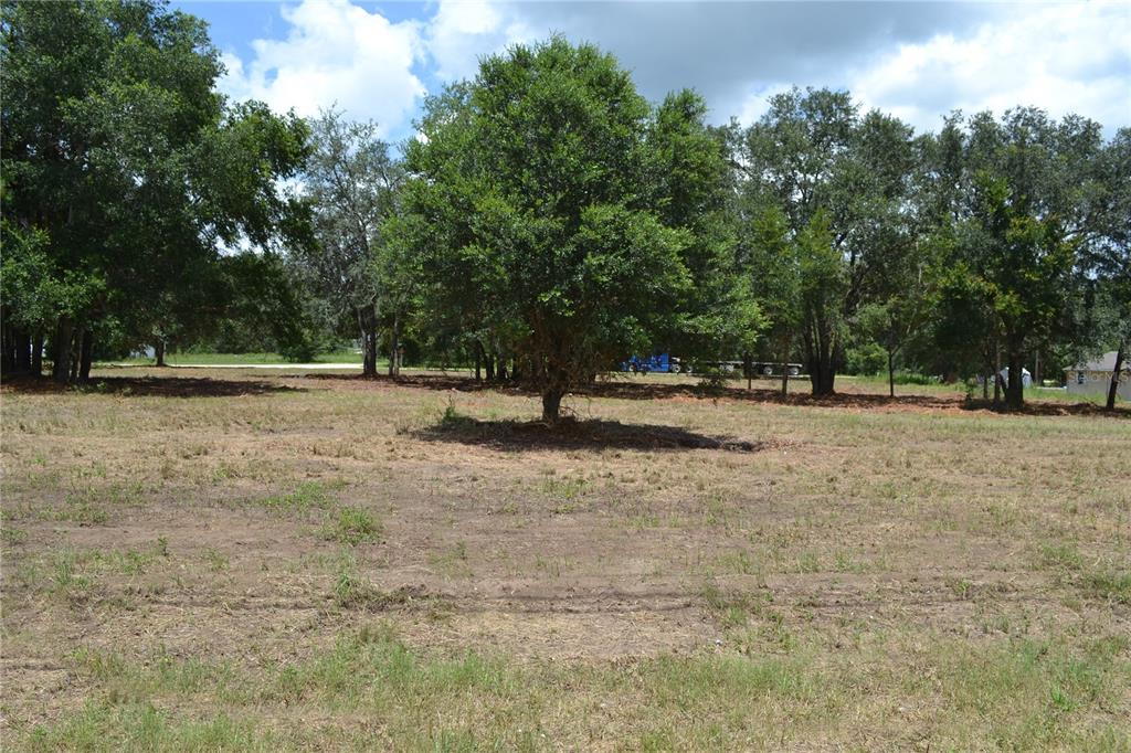A large, central tree stands in the middle of a cleared, grassy residential lot — 00 W HWY 40, OCALA, FL