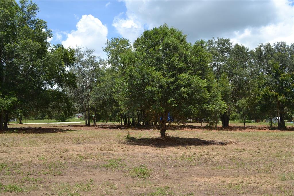 A large, cleared grassy lot features a prominent central tree surrounded by mature woods — 00 W HWY 40, OCALA, FL