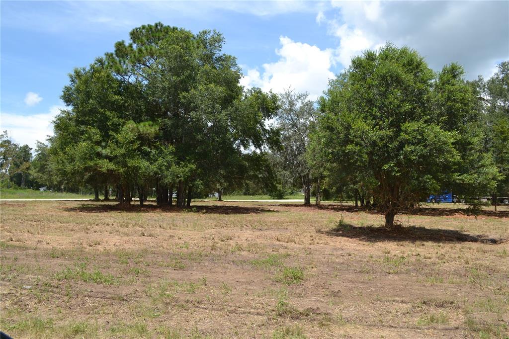 A large, cleared grassy lot features several mature trees under a bright blue sky — 00 W HWY 40, OCALA, FL