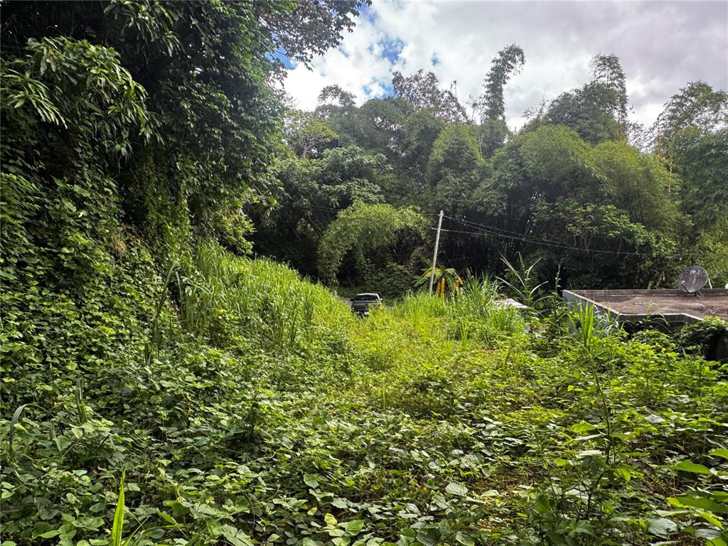 An overgrown, sloped lot with dense vegetation, trees, and a parked vehicle in the distance — BO MASA DE GURABO CARR 181 KM 13 HM 2 LOTE 4, GURABO, PR