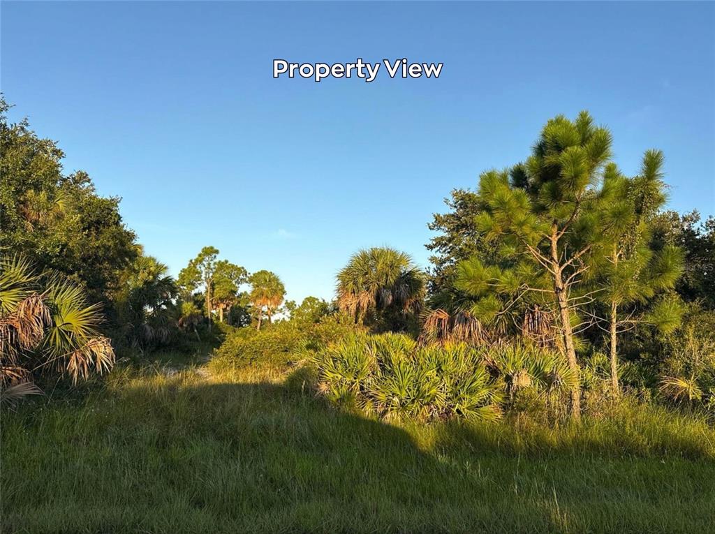 A view of a grassy, undeveloped lot with scattered pine trees and palmetto bushes — 4387 SCHNEIDER STREET, PORT CHARLOTTE, FL