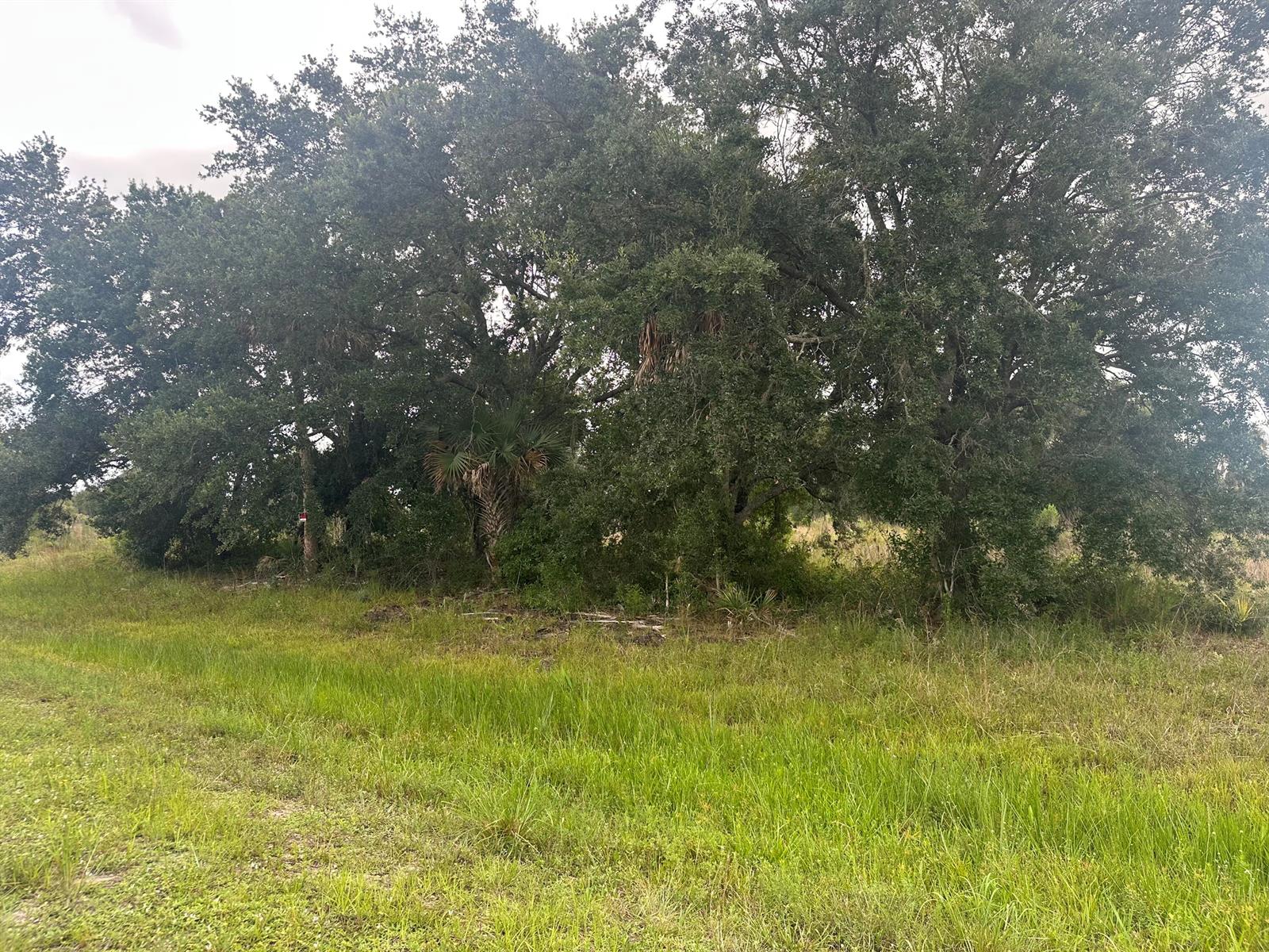 A grassy field leads to a dense cluster of mature oak trees and palm vegetation — 0 NW 313th Street NW, Okeechobee FL 34972, OKEECHOBEE, FL