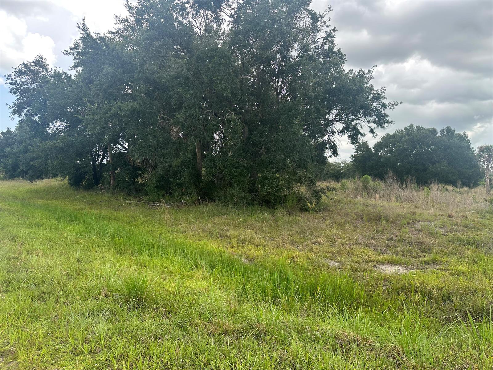 A large cluster of mature trees stands in a grassy, open field under a cloudy sky — 0 NW 313th Street NW, Okeechobee FL 34972, OKEECHOBEE, FL