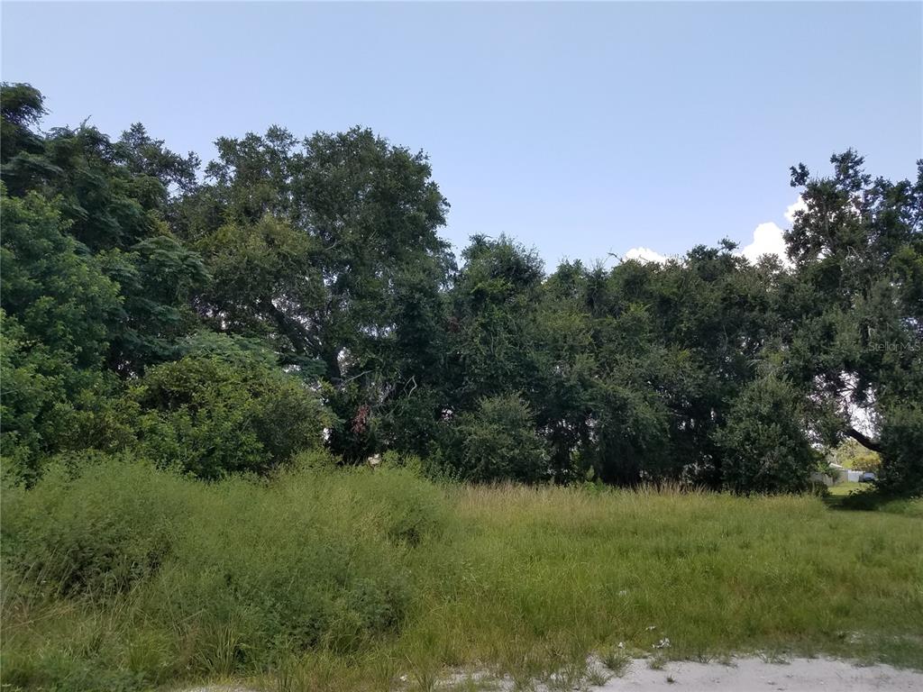 A grassy, overgrown lot is bordered by a dense line of mature trees — PATRICIA STREET, KISSIMMEE, FL