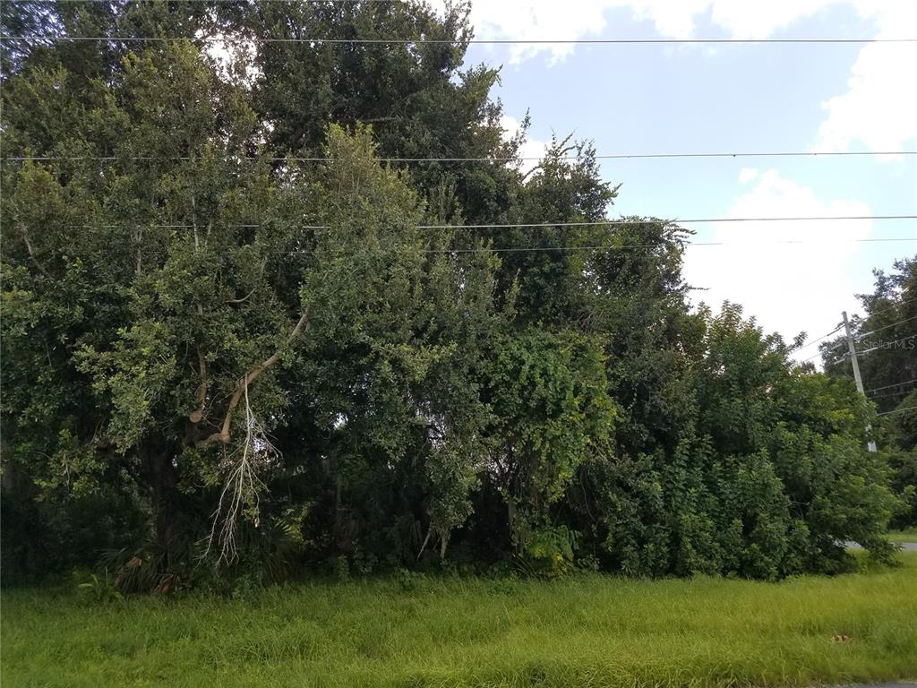 A dense cluster of mature trees and overgrown vegetation stands on a grassy lot — PATRICIA STREET, KISSIMMEE, FL