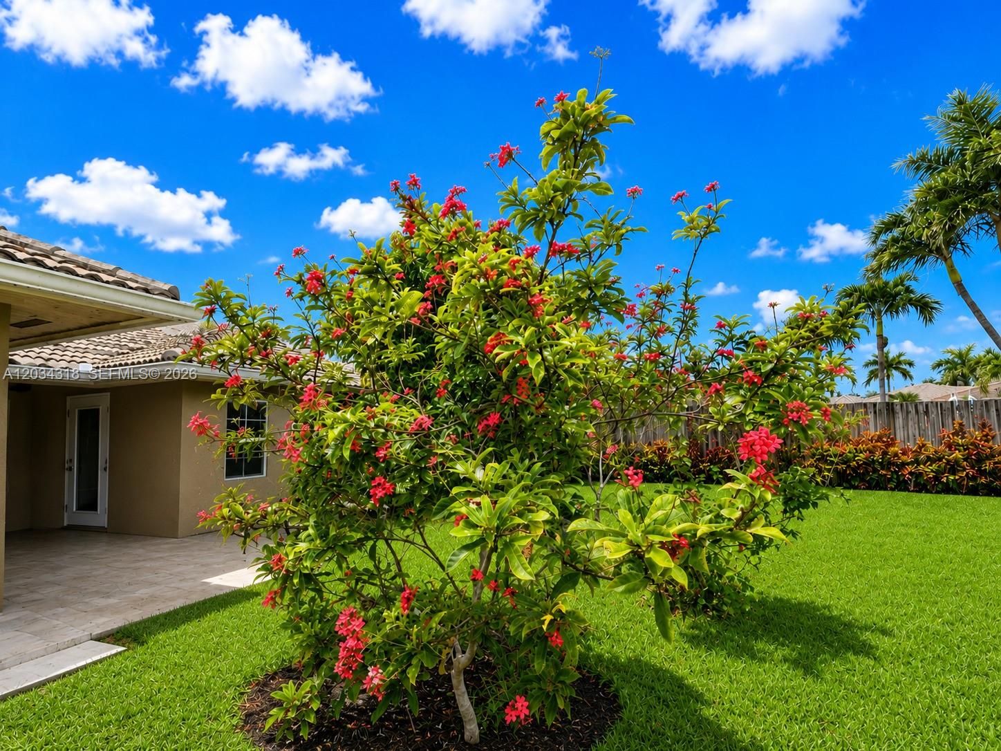 A vibrant red-flowered tree stands in a grassy backyard next to a beige house — 14856 SW 179th St, Miami FL 33187, MIAMI, FL