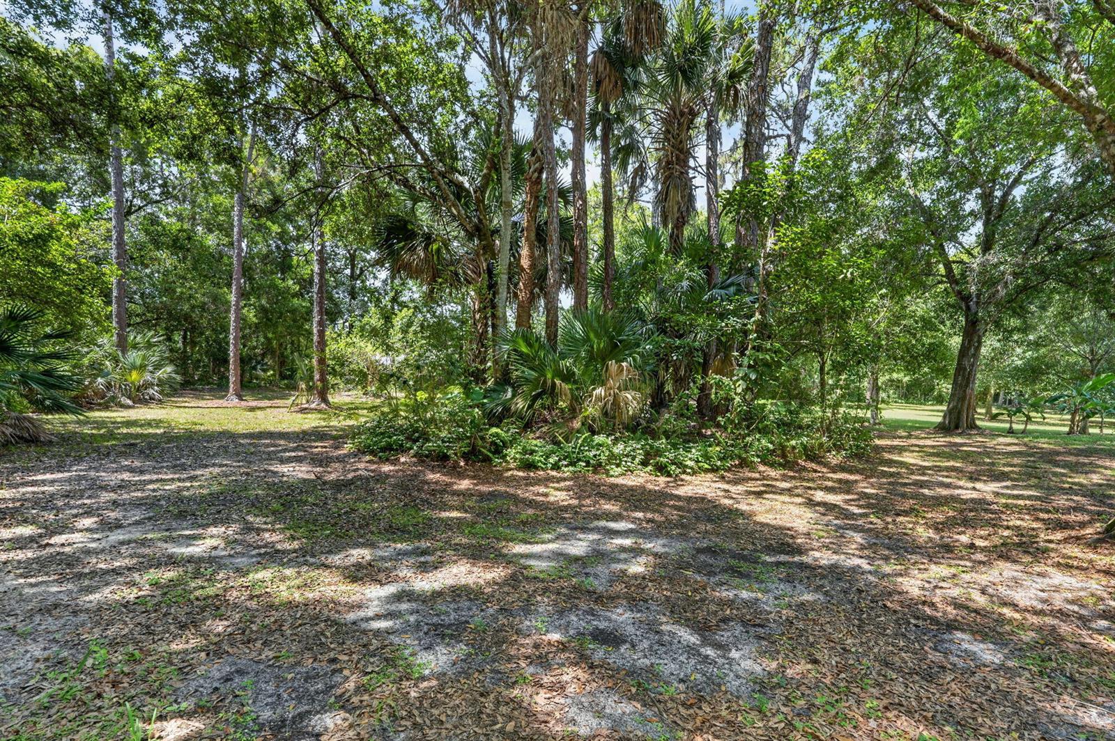 A sandy, shaded clearing surrounded by dense trees and palm vegetation in a wooded area — 15721 111th Terrace N, Jupiter FL 33478, JUPITER, FL