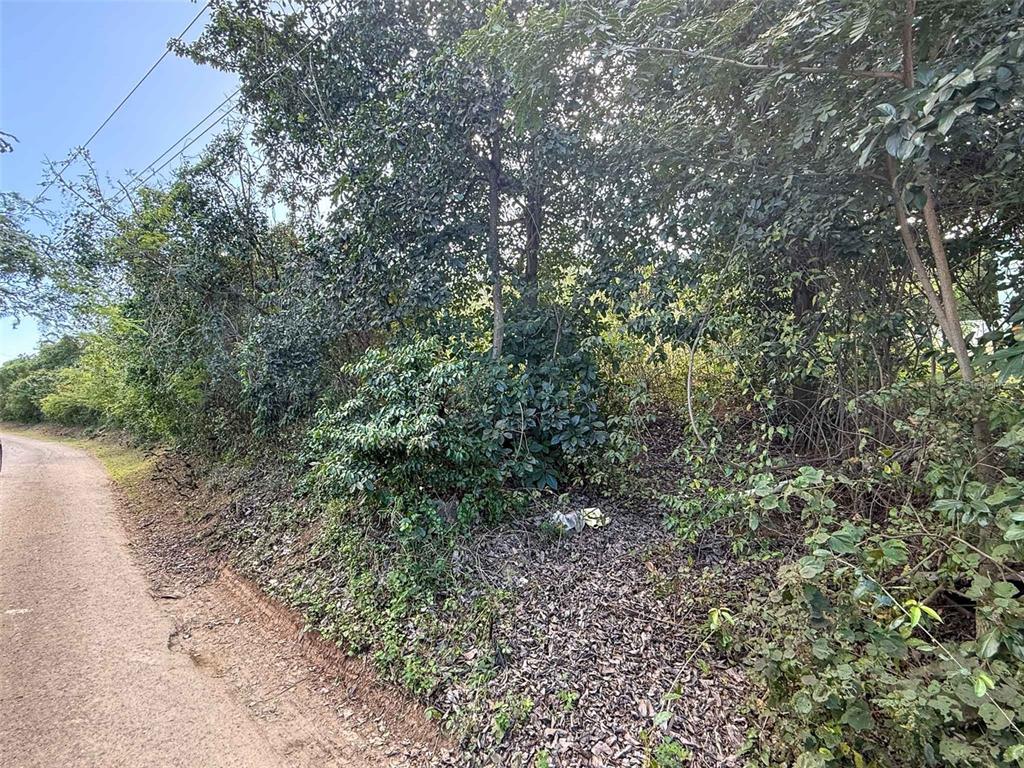 A dirt road runs alongside a dense, overgrown wooded area with trees and shrubs — 115 CALLE CONDE DE MIRASOL, VIEQUES, PR