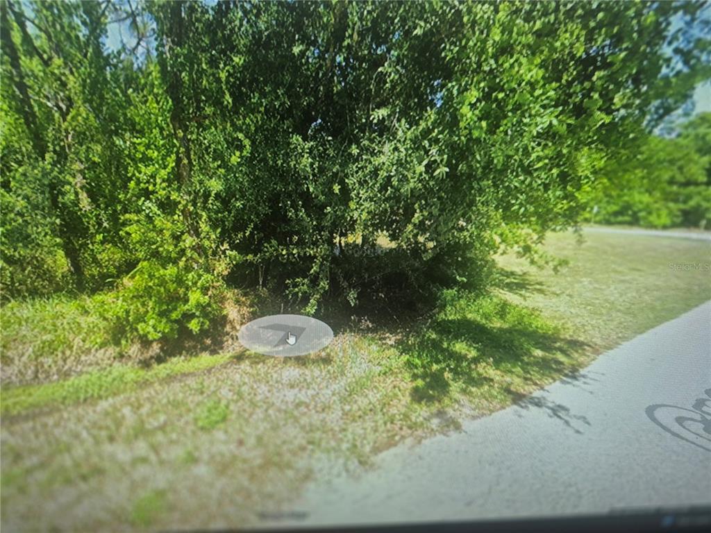 A dense cluster of green trees and shrubs grows along the edge of a road — 904 GROGAN AVENUE, SEBRING, FL