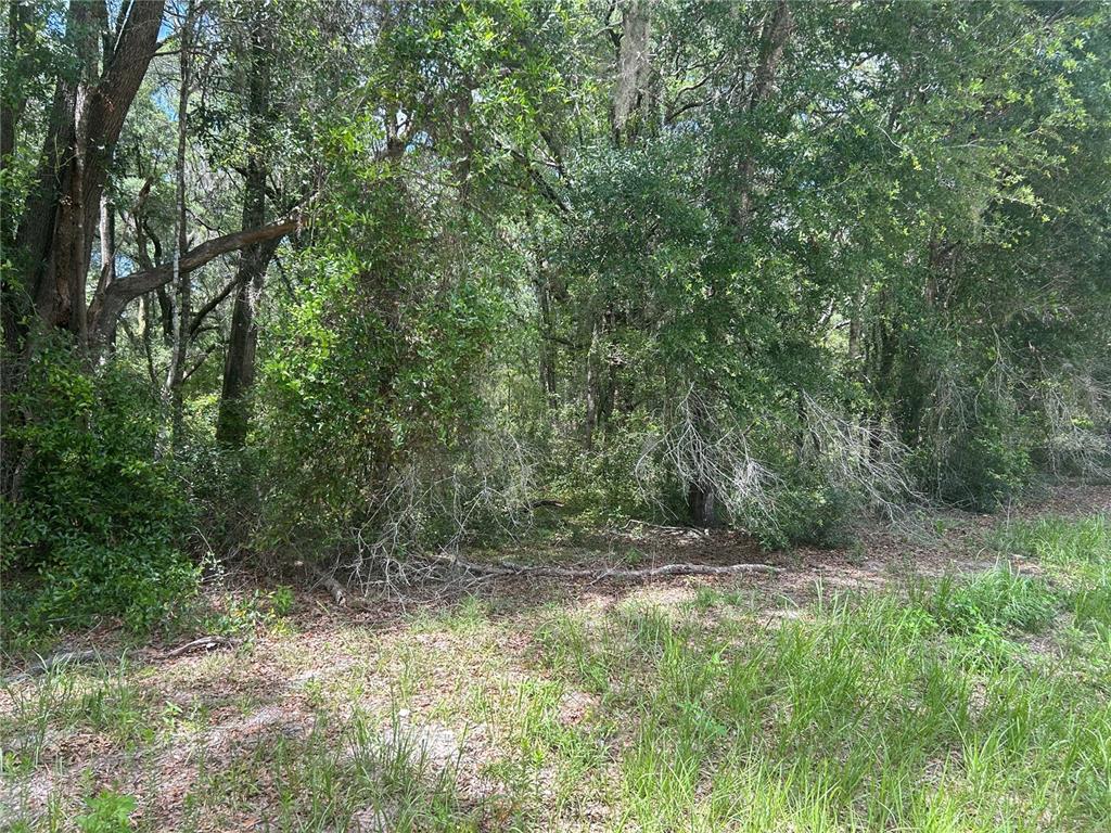 A view of a densely wooded lot with tall trees and patches of tall grass — SW 111 LANE, DUNNELLON, FL