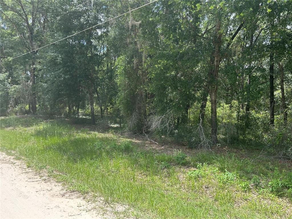 A dirt road runs alongside a densely wooded lot with tall trees and green vegetation — SW 111 LANE, DUNNELLON, FL