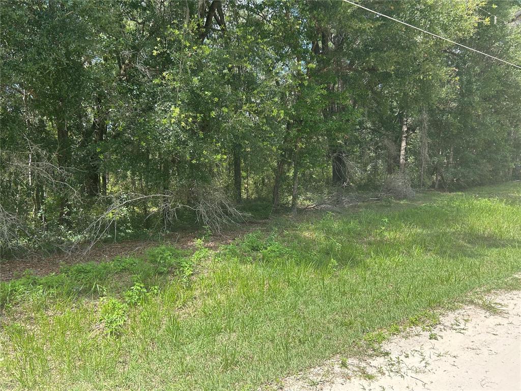 A grassy, undeveloped lot is bordered by a dense line of mature trees — SW 111 LANE, DUNNELLON, FL