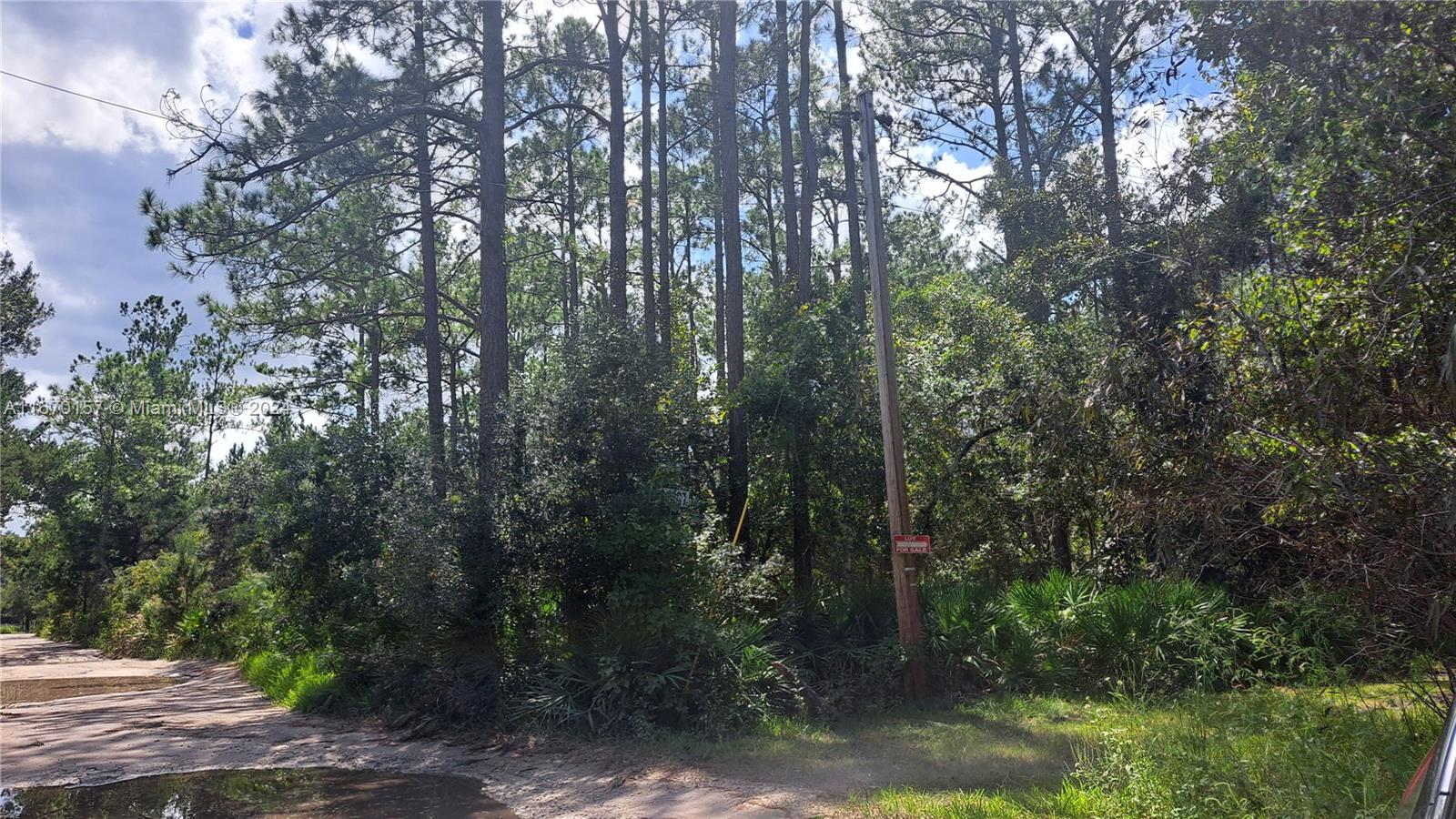 A dirt road leads to a wooded lot with a for sale sign on a pole — UNDETERMINED NE 42nd ST, Ocala FL 34488, OCALA, FL