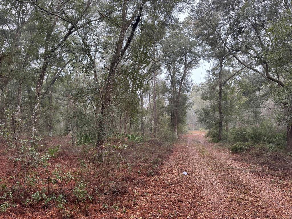 A dirt path leads through a wooded area covered in fallen leaves — 2795 SE 21ST AVENUE, SUMTERVILLE, FL