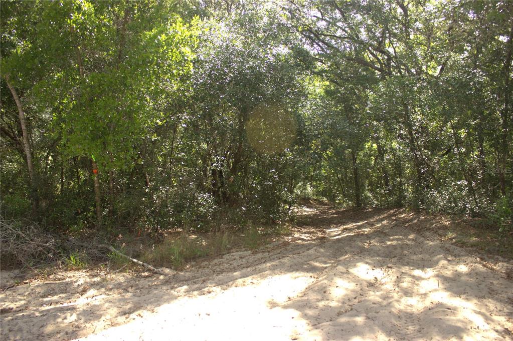 A sandy path leads into a dense, wooded area with mature trees and foliage — REDBUD ROAD, LADY LAKE, FL