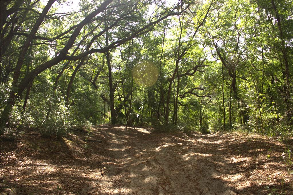 A sandy path leads through a dense, sunlit forest with mature trees and foliage — REDBUD ROAD, LADY LAKE, FL