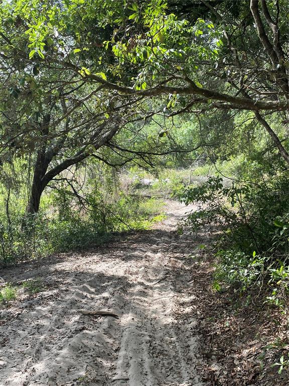 A sandy dirt path leads through a wooded area with overhanging tree branches — REDBUD ROAD, LADY LAKE, FL