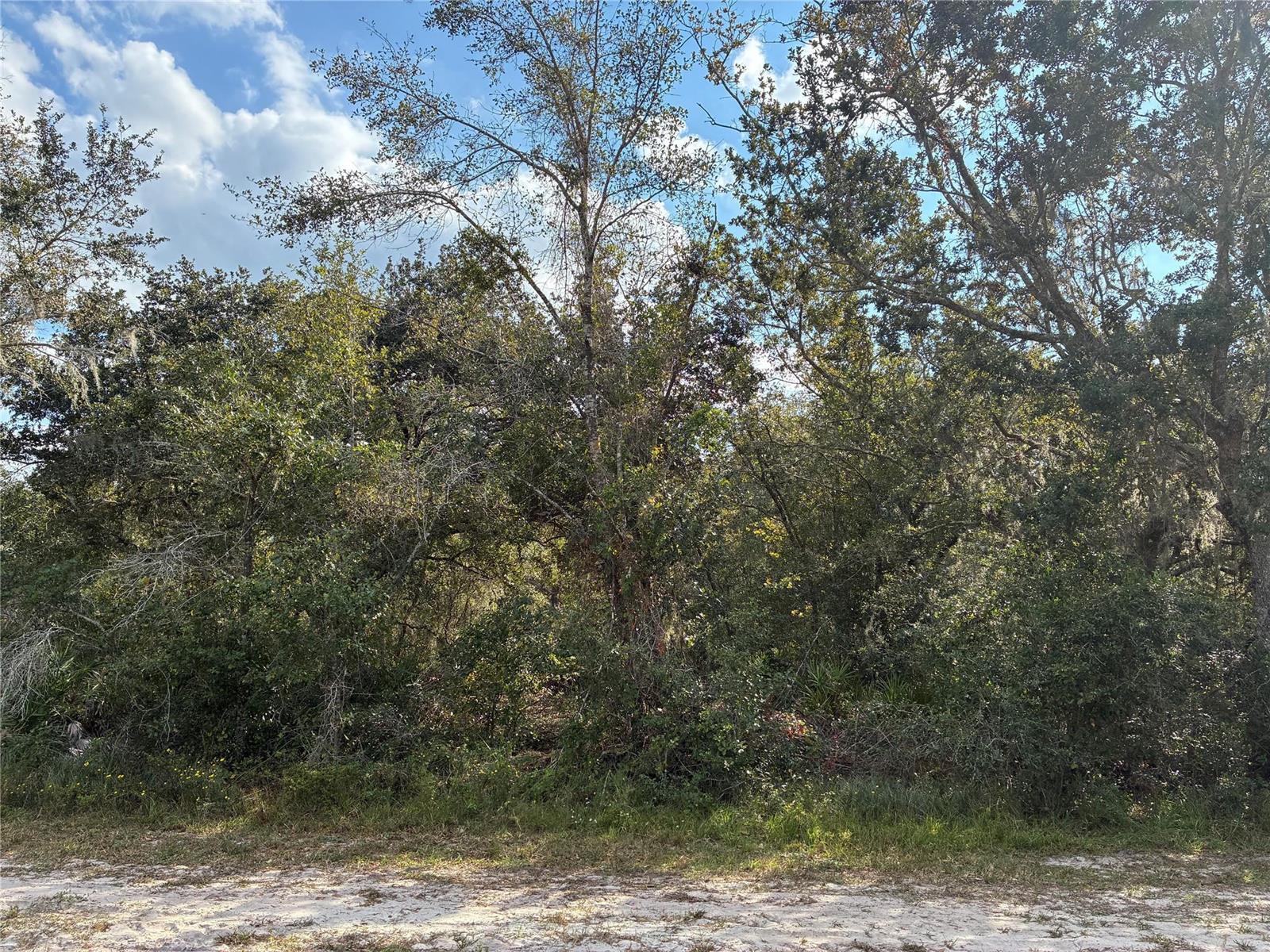 A view of a wooded lot with dense trees and vegetation along a sandy road — 3791 Park Avenue, FL 33855, FL