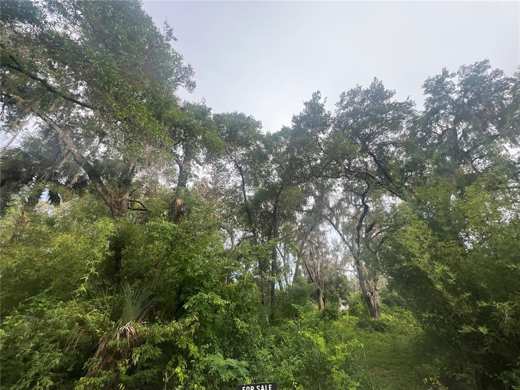 A wooded lot with dense green vegetation and large trees under a bright sky — NE 32ND STREET, SILVER SPRINGS, FL