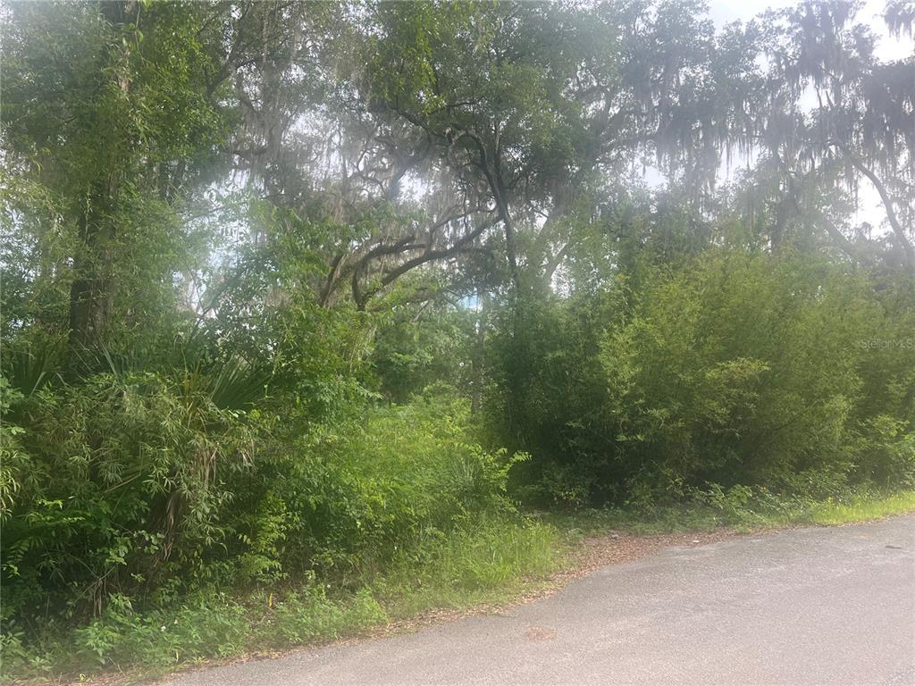 A paved road runs alongside a densely wooded lot filled with trees and thick vegetation — NE 32ND STREET, SILVER SPRINGS, FL