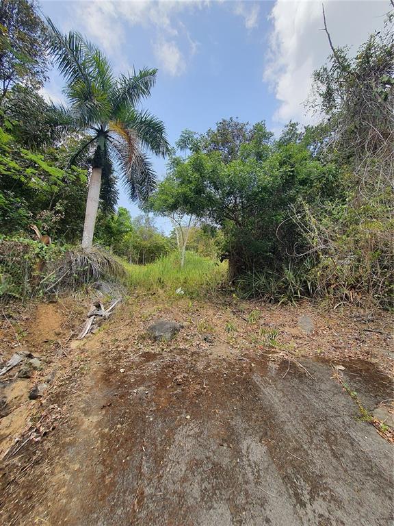 A dirt path leads through a wooded area with a tall palm tree on the left — PR-853 INTERIOR CACAO WARD LOT 7, CAROLINA, PR
