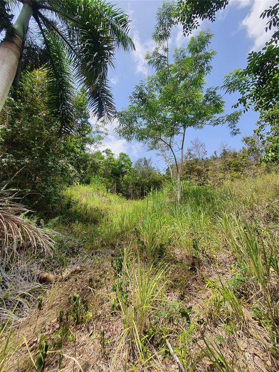 A grassy, sloped lot features a tall palm tree and a young tree under blue skies — PR-853 INTERIOR CACAO WARD LOT 7, CAROLINA, PR
