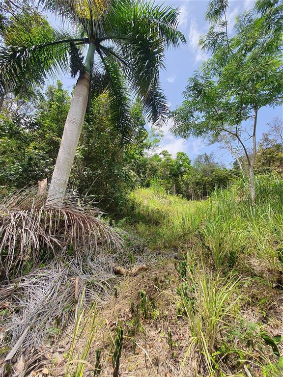 A tall palm tree stands on a grassy, sloped lot surrounded by dense green trees — PR-853 INTERIOR CACAO WARD LOT 7, CAROLINA, PR