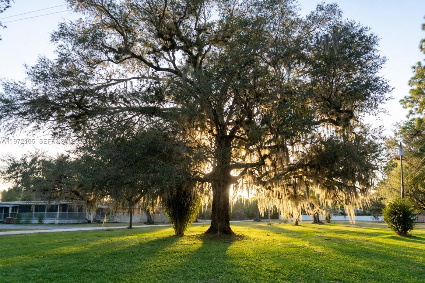 A large, mature oak tree with Spanish moss stands in a grassy yard at sunset — 2014 Ft Denaud Rd, La Belle FL 33935, LA BELLE, FL