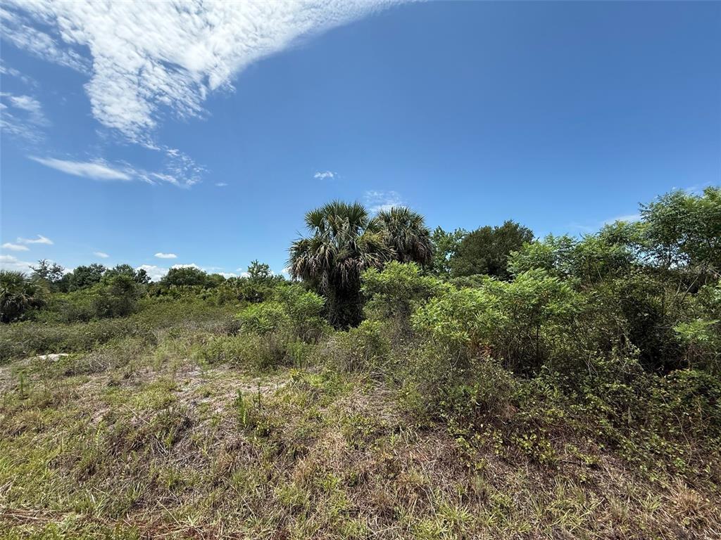 A view of a grassy, undeveloped lot with scattered shrubs and palm trees under blue skies — 20174 NW 268TH STREET, OKEECHOBEE, FL