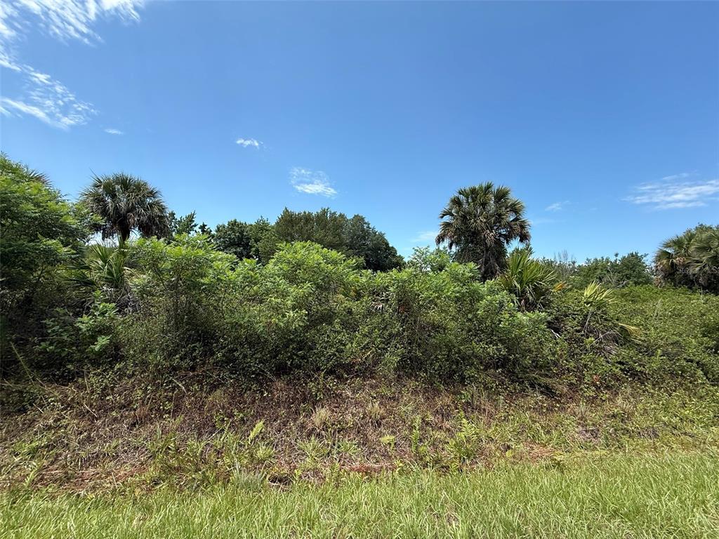 A view of a densely overgrown, undeveloped lot with palm trees under a blue sky — 20174 NW 268TH STREET, OKEECHOBEE, FL