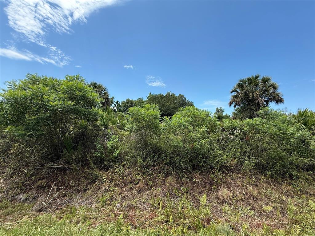 A view of a densely vegetated, undeveloped plot of land under a clear blue sky — 20174 NW 268TH STREET, OKEECHOBEE, FL