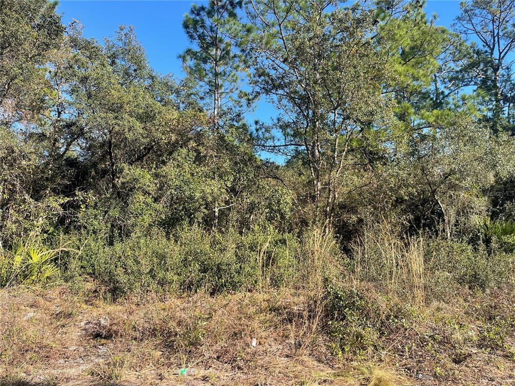 A dense, wooded lot with tall trees and thick underbrush under a clear blue sky — ROSE BUD DRIVE, DELAND, FL
