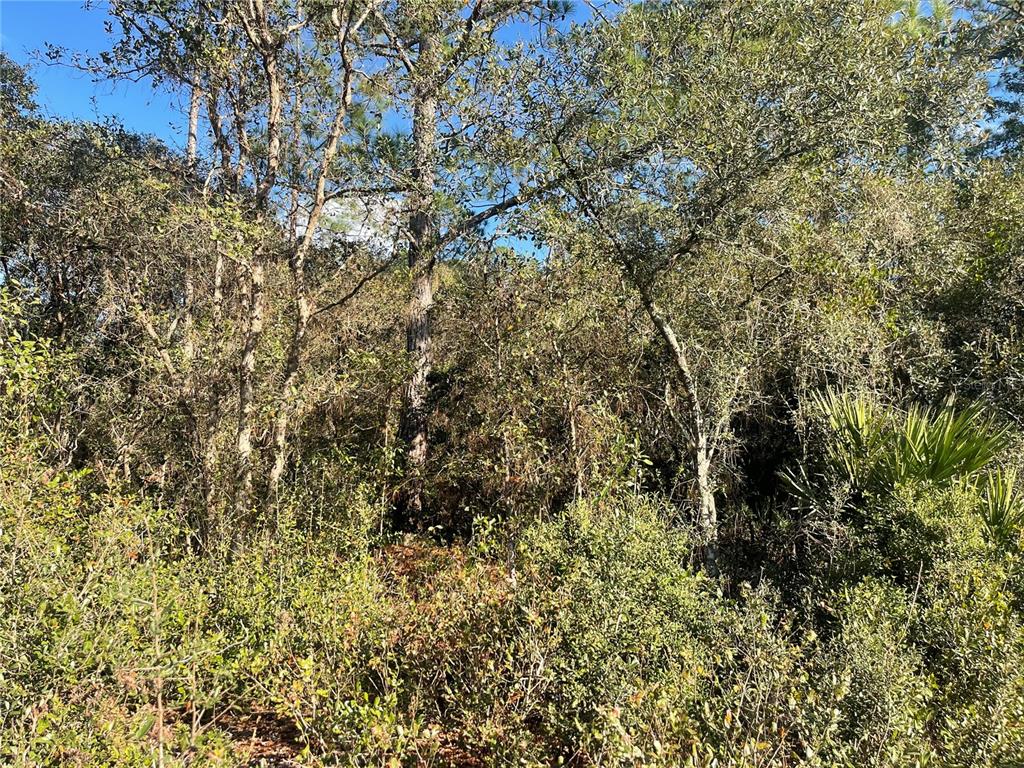 A dense, wooded lot with various trees, shrubs, and palmettos under a clear blue sky — ROSE BUD DRIVE, DELAND, FL