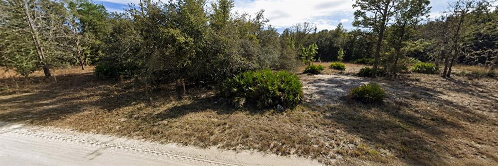 A dirt road runs alongside a wooded lot with scattered palmetto bushes and pine trees — 33240 TOMBSTONE STREET, WEBSTER, FL
