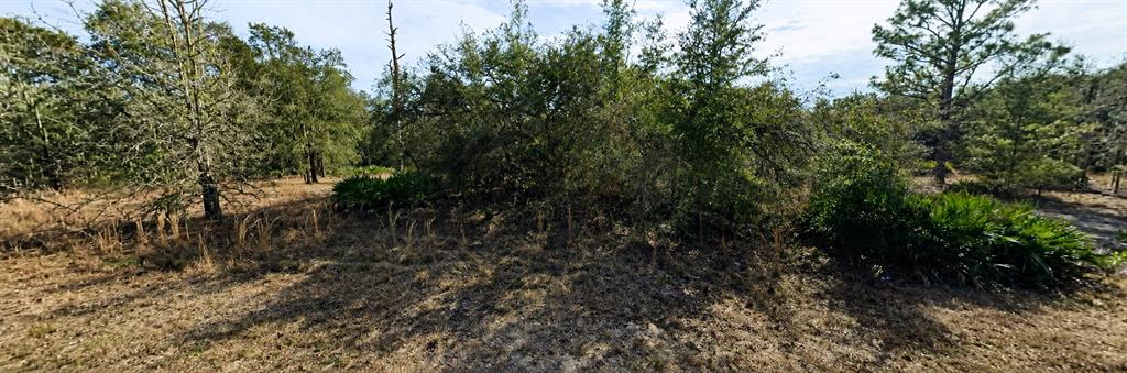 A view of a grassy, wooded lot with scattered trees and low-lying shrubs — 33240 TOMBSTONE STREET, WEBSTER, FL