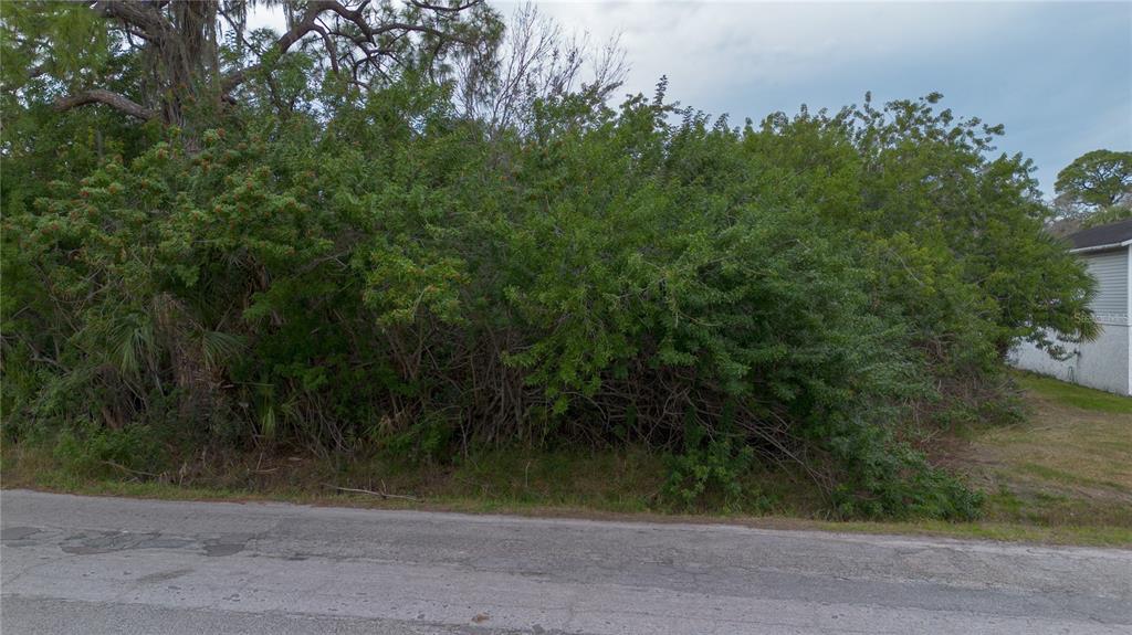 A dense, overgrown vacant lot sits next to a residential house along a paved road — 6317 OELSNER STREET, NEW PORT RICHEY, FL