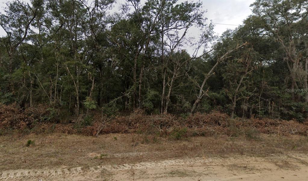 A dirt road runs in front of a densely wooded, undeveloped plot of land — 713 BRETT AVENUE, INTERLACHEN, FL